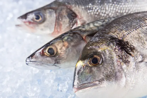 Fische auf Eiswürfel