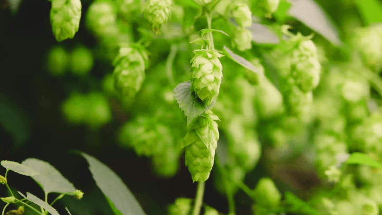 Hopfen (Humulus lupulus)