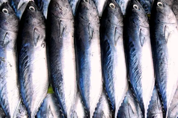 mehrere Thunfische liegen nebeneinander