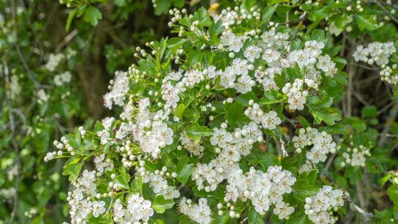 Eingriffeliger Weißdorn (Crataegus monogyna)