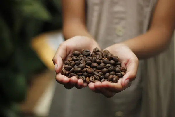 Hand gefüllt mit Kaffeebohnen.