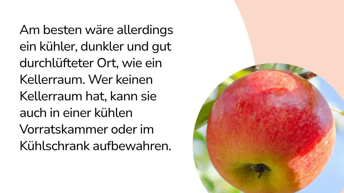 Ein Apfel und Text "Am besten wäre allerdings ein kühler, dunkler und gut durchlüfteter Ort, wie ein Kellerraum. Wer keinen Kellerraum hat, kann sie auch in einer kühlen Vorratskammer oder im Kühlschrank aufbewahren."