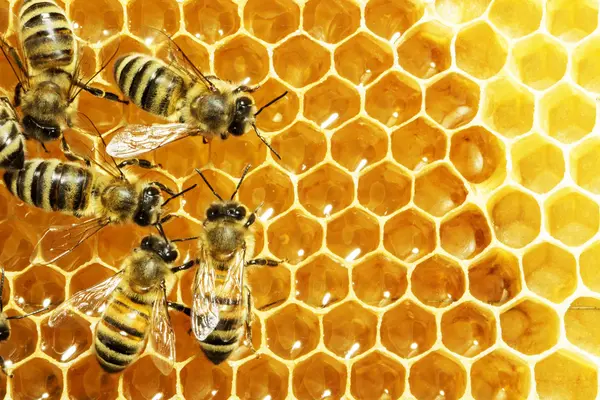 Mehrere Bienen auf Honigwabe