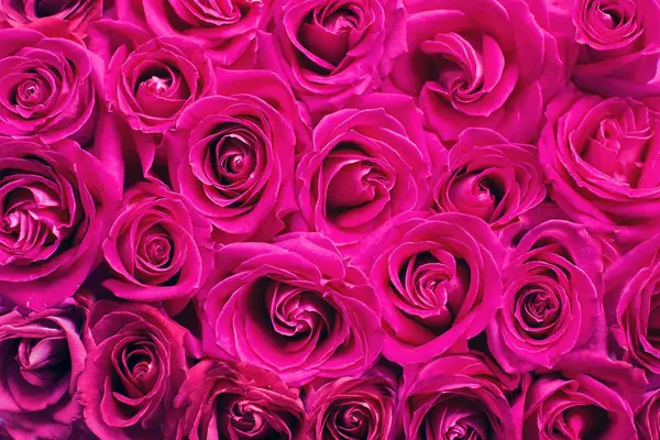 Rosen in pink