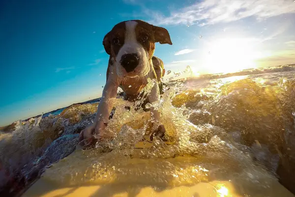 Hund von vorne auf einem Surfbrett stehend während der Fahrt durchs Wasser