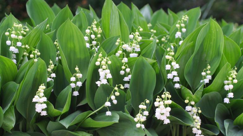 Maiglöckchen (Convallaria majalis)