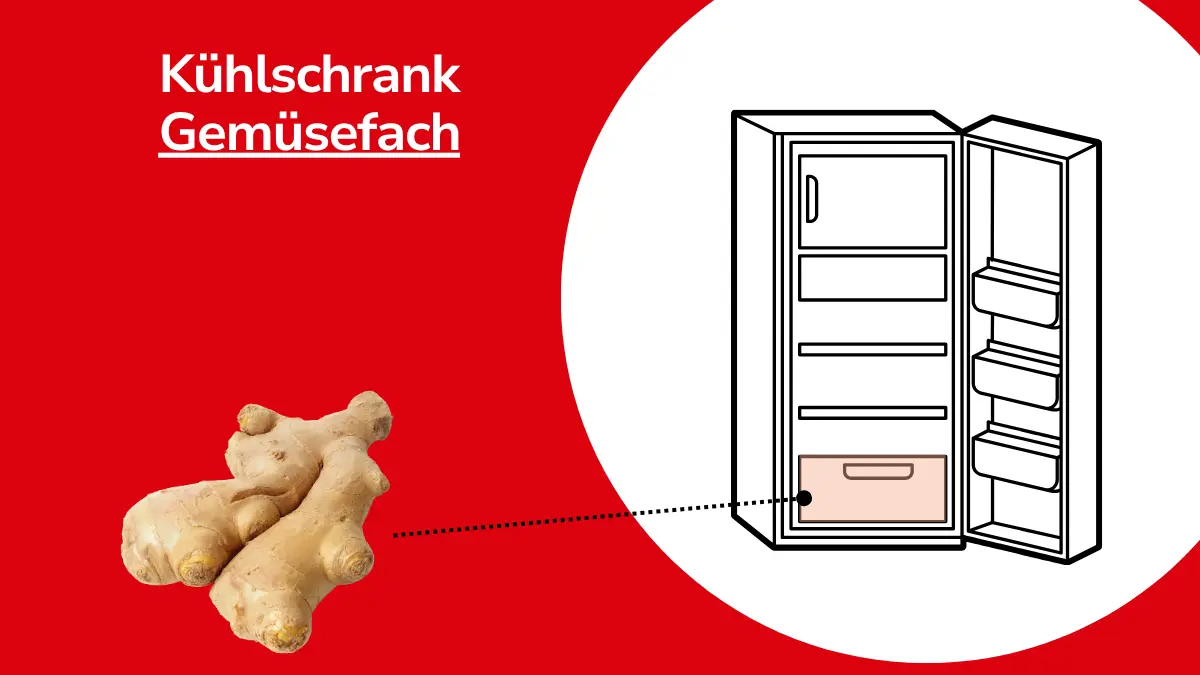 Ingwer mit Linie, die auf einen Kühlschrank zeigt. Mit Text ,,Kühlschrank Gemüsefach"