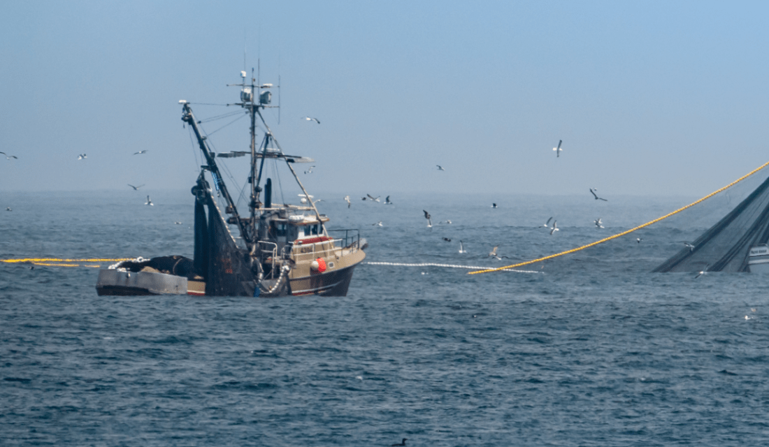 Fischerboote beim Fangen von Tintenfisch auf offener See