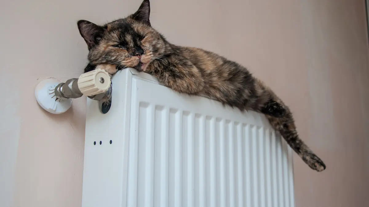 Katze liegt auf einer Heizung