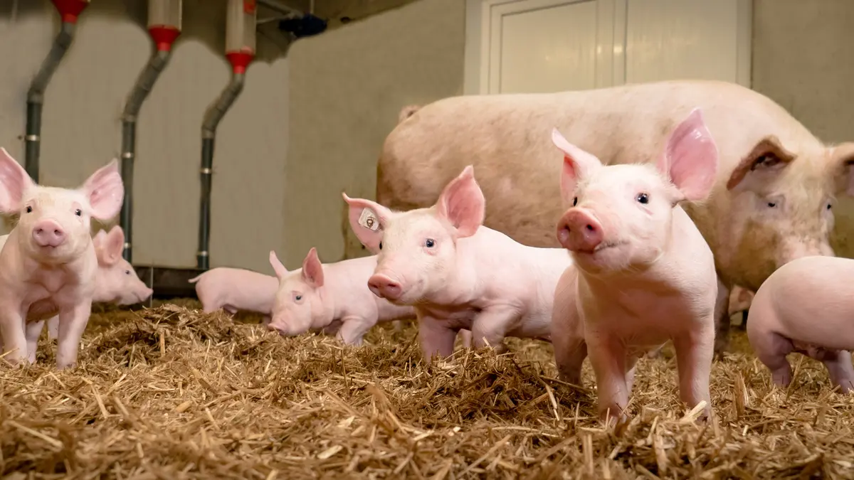 Mehrere Schweine stehen in einem geräumigen Stall auf Stroh.