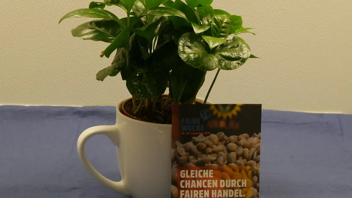 Tasse mit Kaffeepflenze und Fair Trade Bohnen.