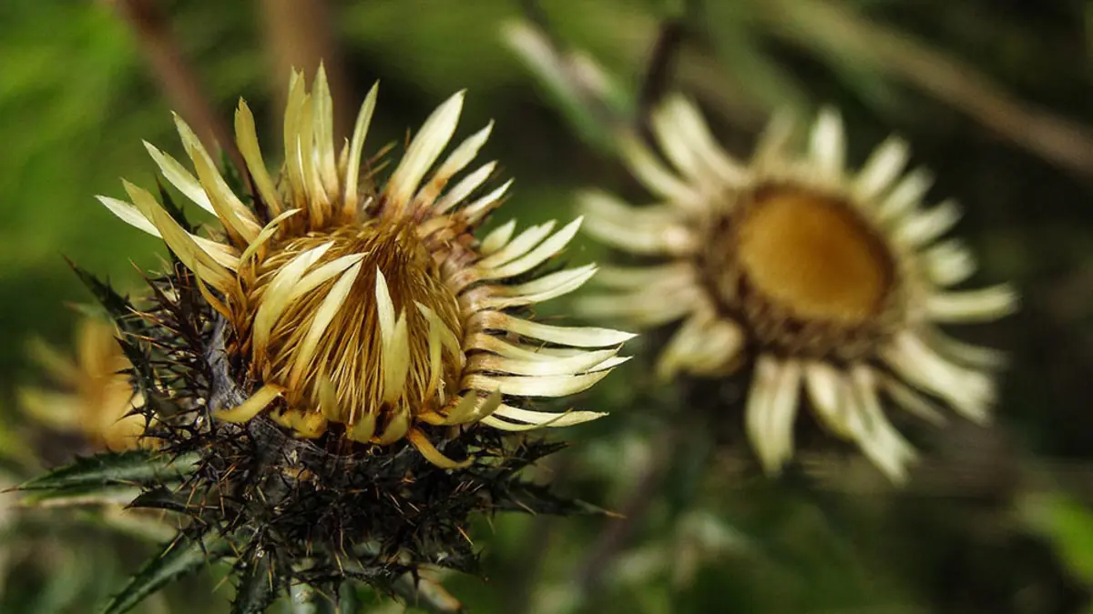 Gewöhnliche Golddistel
