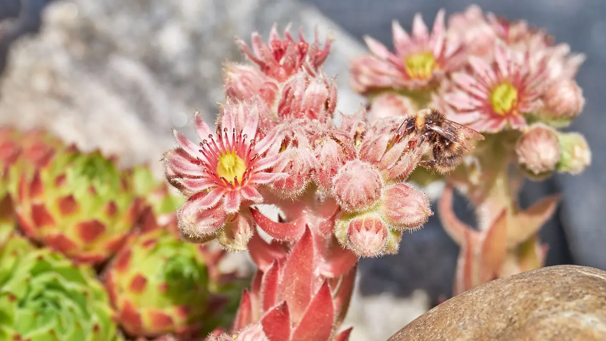 Dach-Hauswurz (Sempervivum Tectorum)