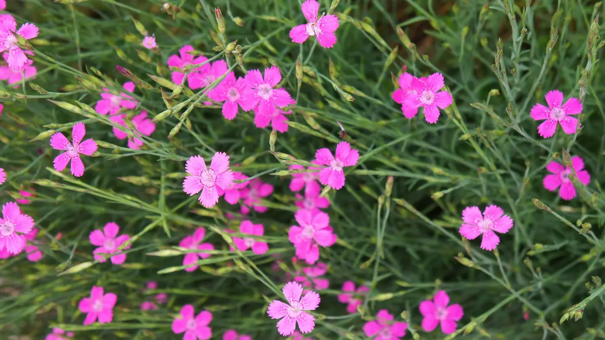 Heide-Nelke (Dianthus Deltoides)