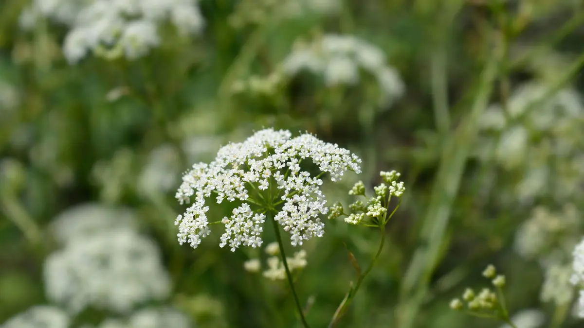 Kleine Bibernelle (Pimpinella Saxifraga)