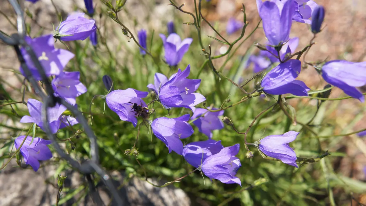 Rundblättrige Glockenblume (Campanula Rotundifolia