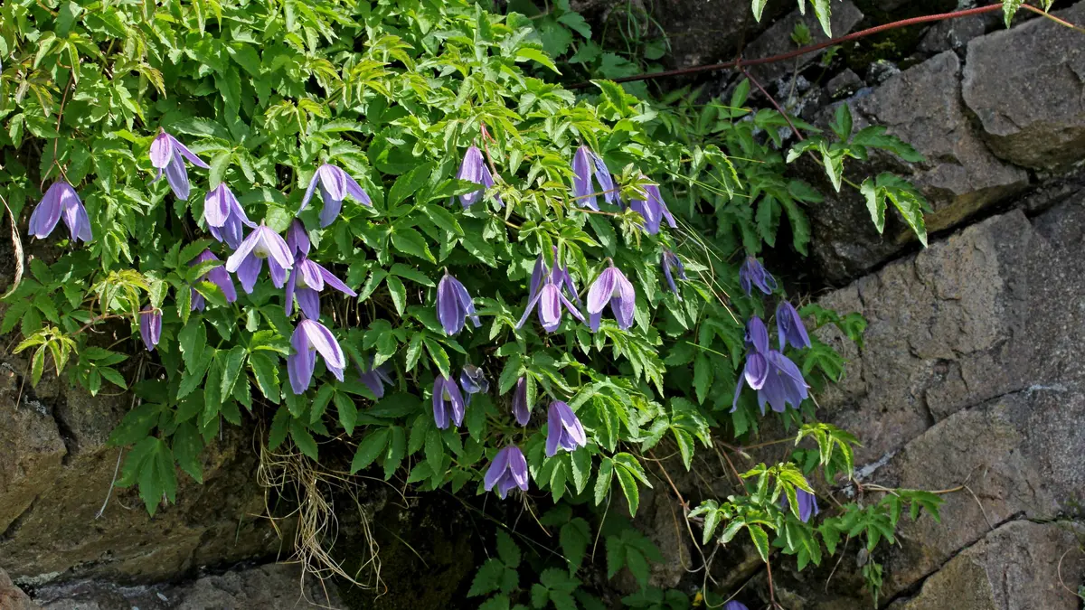 Alpen-Waldrebe (Clematis alpina)