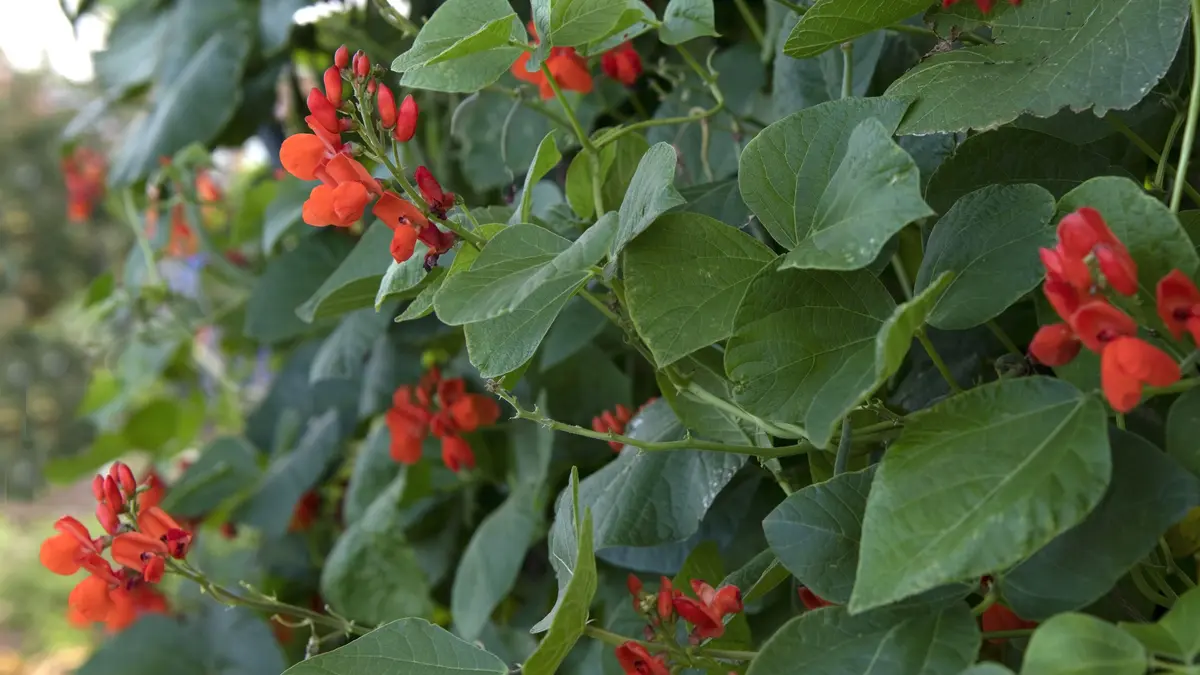 Feuerbohne (Phaseolus coccineus)