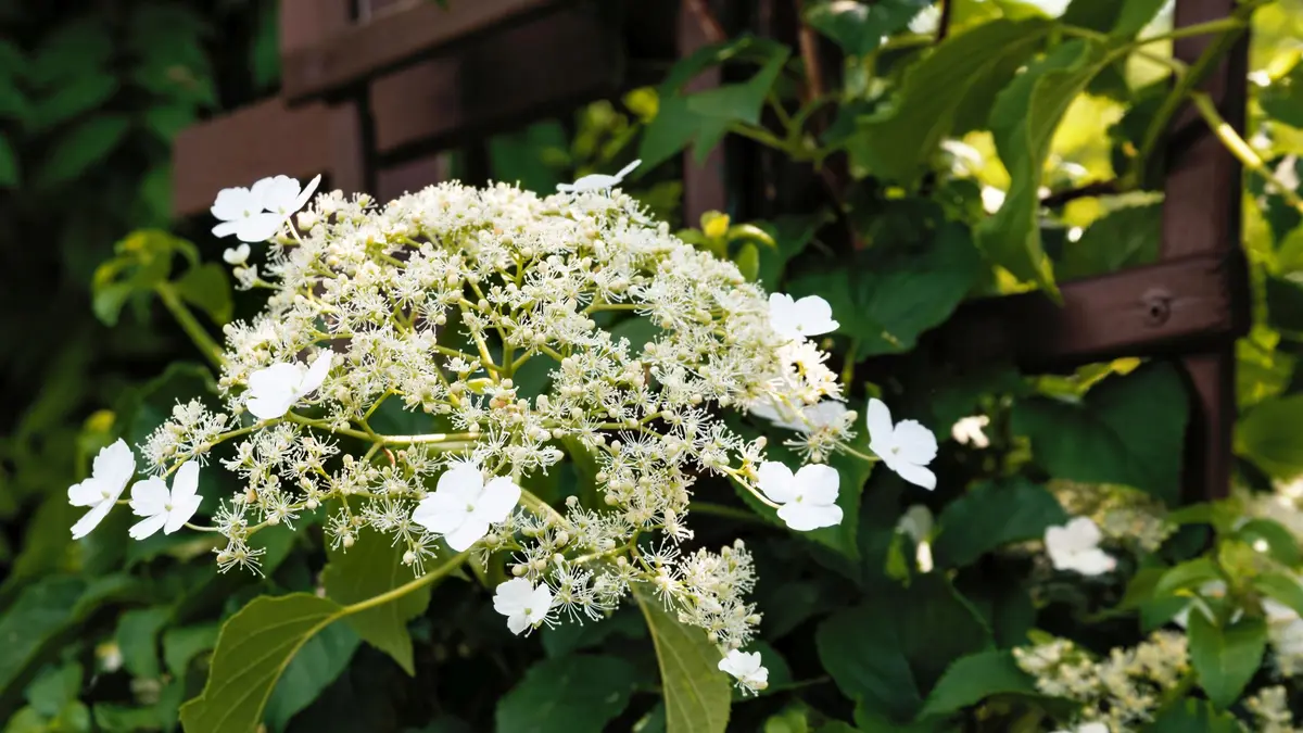 Kletterhortensie (Hydrangea petiolaris)