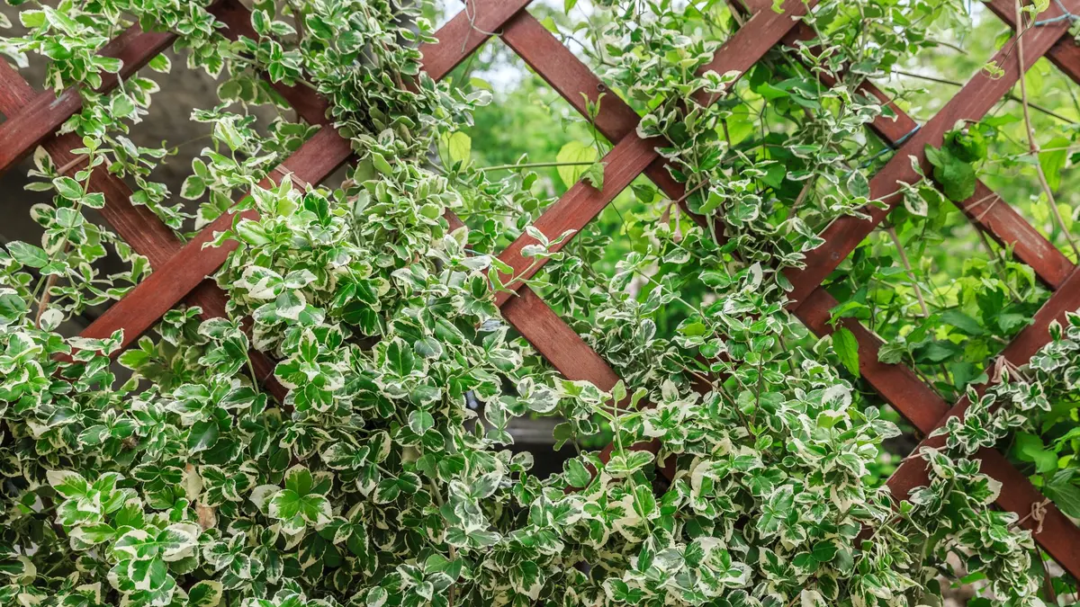 Spindelstrauch (Euonymus fortunei in Sorten)