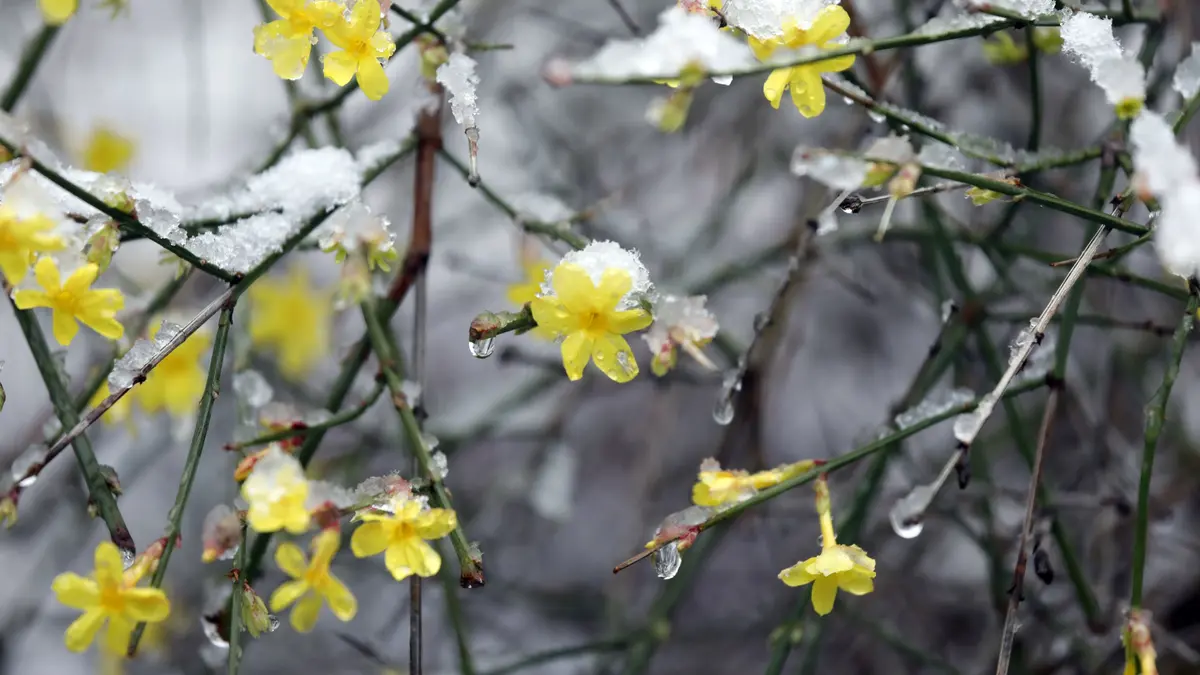 Winter-Jasmin (Jasminum nudiflorum)