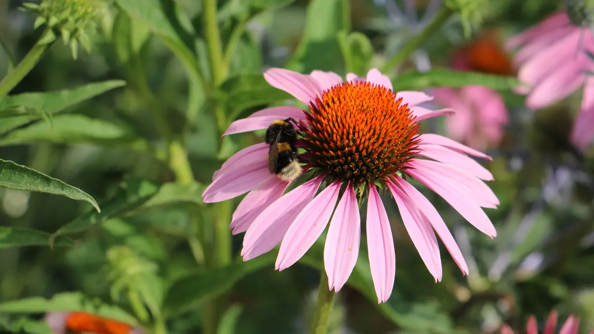 Eine Hummel sitzt auf einer Echinacea