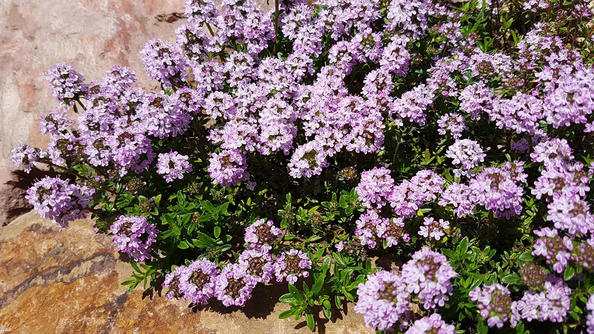 Sand-Thymian (Thymus Serpyllum)