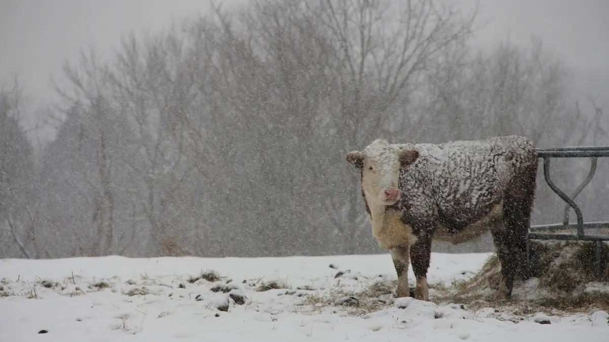 Weiderind im Schnee