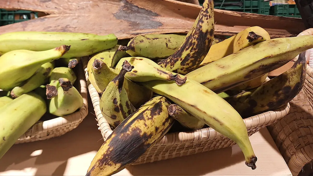 Mehrere Kochbananen liegen in zwei Holzkörben.