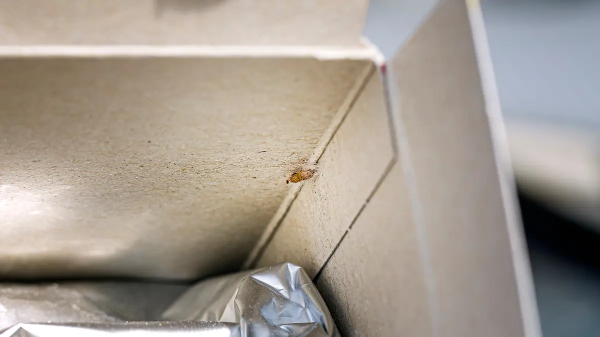 Lebensmittelmotten in einer Verpackung