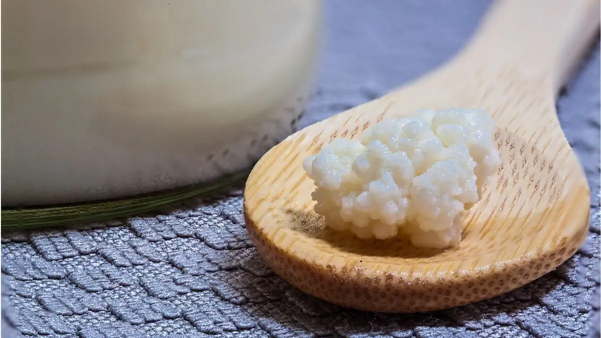 Milchkefirkörner auf einem Holzlöffel