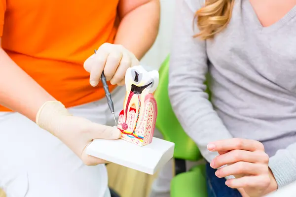 Zahnarzt erklärt Patientin am einem Modell eine Wurzelbehandlung