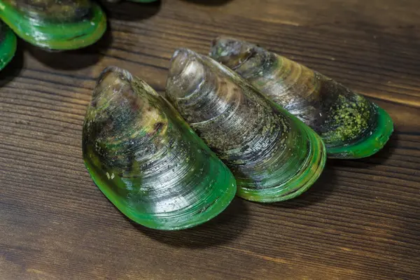 Grünlippmuscheln Grünschalmuschel Perna canaliculus