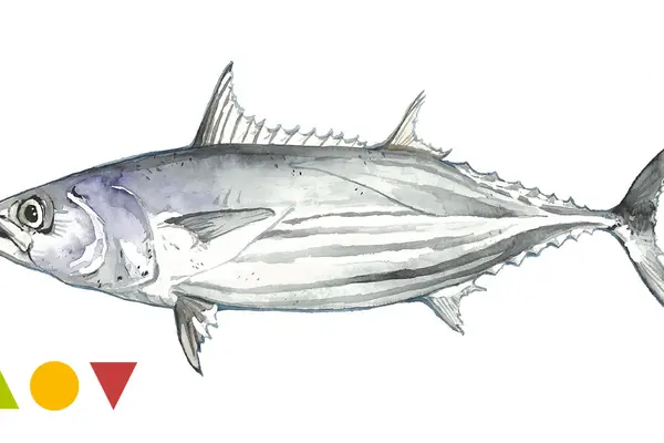 Thunfisch: Echter Bonito, Skipjack