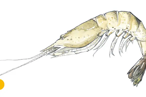 Nordseekrabbe