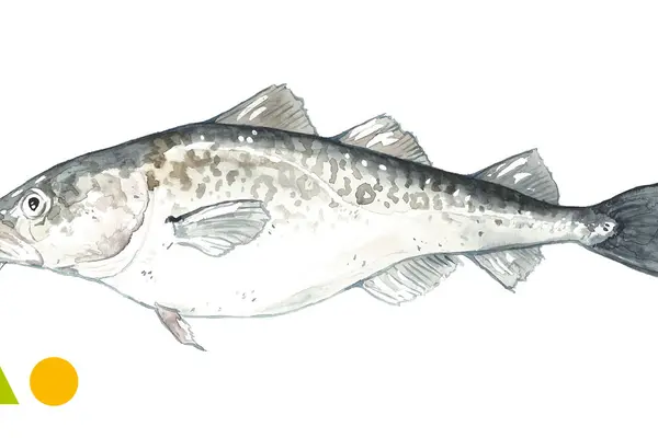 Kabeljau, Pazifischer