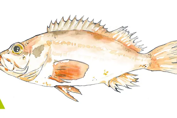 Rotbarsch (Sebastes Alutus)