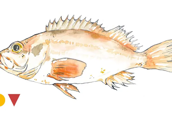 Rotbarsch Sebastes Norvegicus