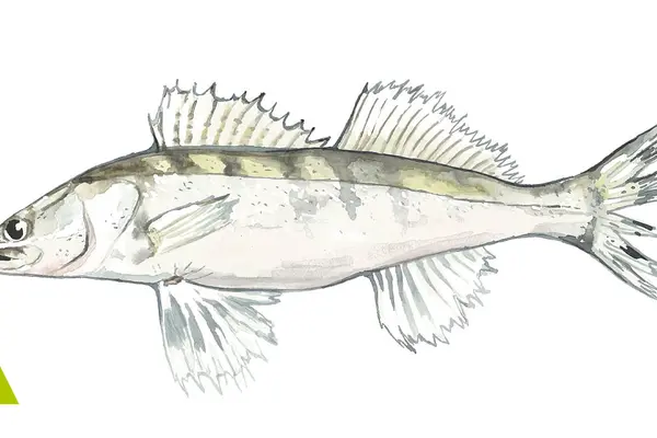 Zander