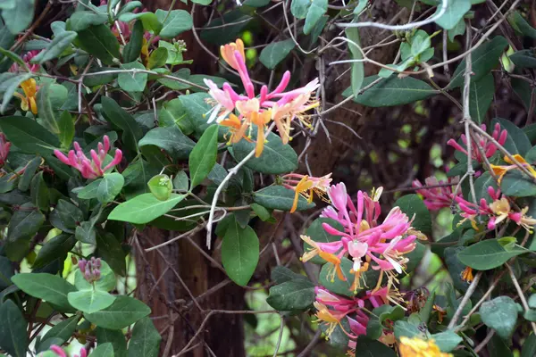 Wald-Geißblatt (Lonicera periclymenum)