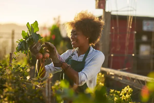 Frau arbeit in Urban Gardening Projekt