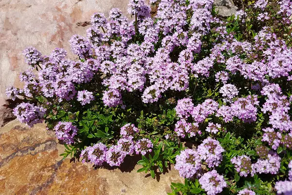 Sand-Thymian (Thymus Serpyllum)