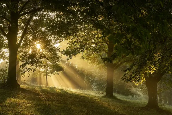 Eine Waldlichtung durchflutet von Sonnenlicht.