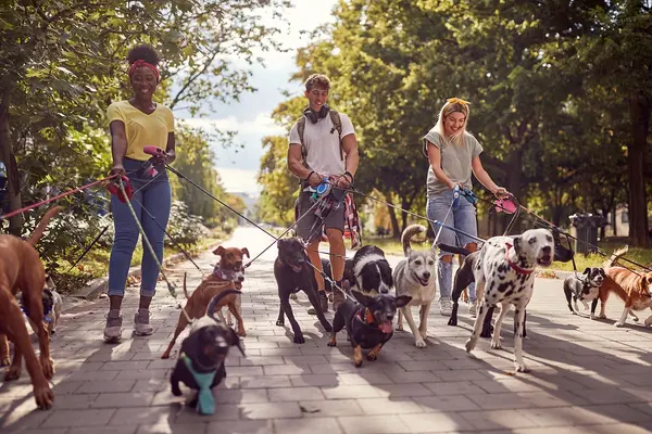 Drei junge Menschen führen viele Hunde Gassi.