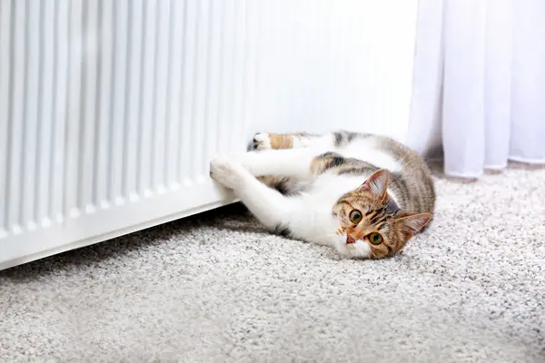 Katze liegt auf der Seite mit Füßen am Heizkörper