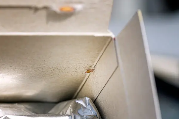 Lebensmittelmotten in einer Verpackung