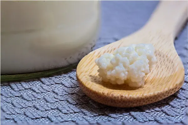 Milchkefirkörner auf einem Holzlöffel