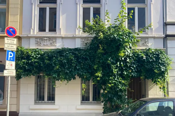 Rankpflanze, die sich von einer Kletterhilfe aus vor ein Fenster hängen lässt.