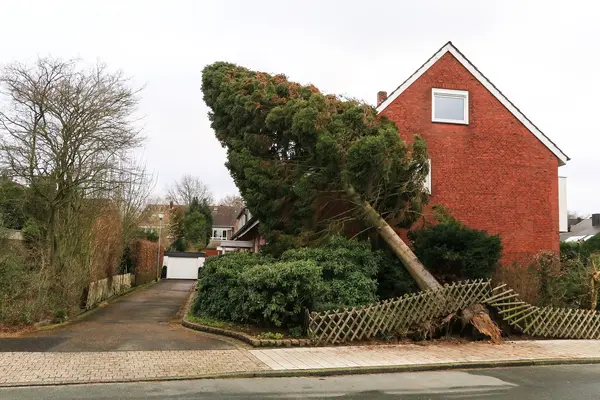 Ein entwurzelter Nadelbaum ist auf einen Holzzaun gestürzt und lehnt an einem roten Backsteinhaus. Die freiliegenden Wurzeln und der beschädigte Zaun sind deutlich zu sehen.
