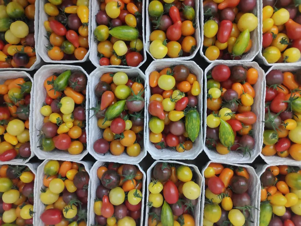 Bunte Cocktailtomaten in Schälchen